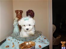 maltese puppy posted by Elegant Babies